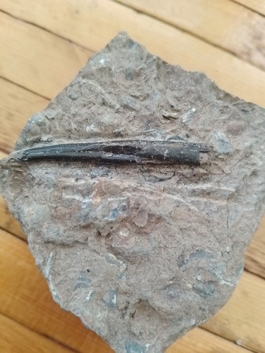 Fossil shark spine from the - fossil,