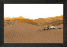 Sleeping Lioness Framed Wall