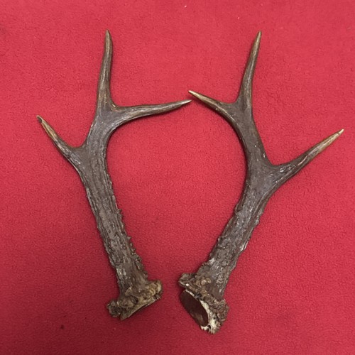 Pair roe deer - of,
