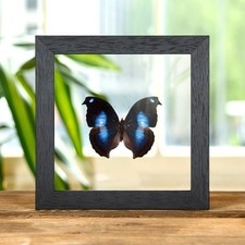 Great Blue Moonset Taxidermy Butterfly in Clear Glass Frame (Napeocles jucunda)