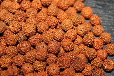 Loose Rudraksha Rudraksh 8 MM Beads Hindu Yoga Meditation Wholesale JAPA Jewelry