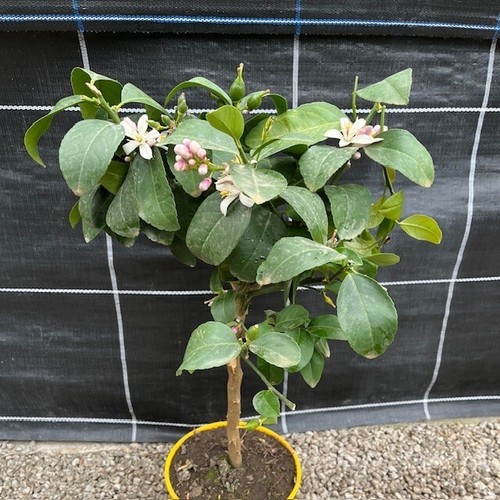 Citrus lemon meyer standard - lemon,