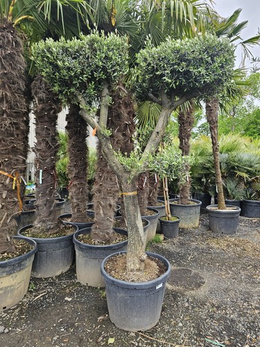 9ft olive tree cloud - x, style