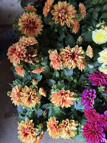 Large plant dahlia - dahlia, mixed