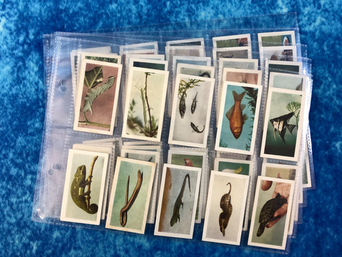 Horniman tea pets full set - horniman's,