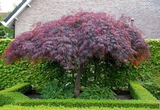 Acer Palmatum Dissectum Garnet