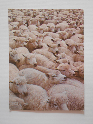 Flock sheep postcard - of,
