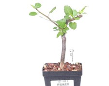 Pot 9cm rare - pot, plant