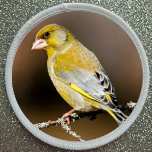 Greenfinch bird sublimation - bird,