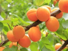 25 x ​Apricot tree seeds