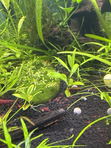 Red cherry shrimp - 20+1,