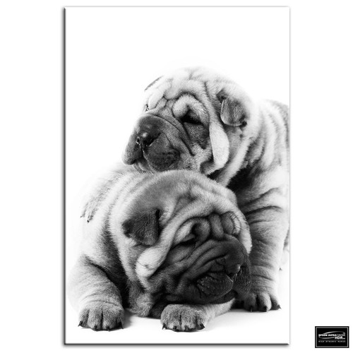 Pug puppies dog animals - dog,