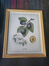 Framed Botanical Illustration of A Plum (Prunus Domestica) Signed Drogisic Print