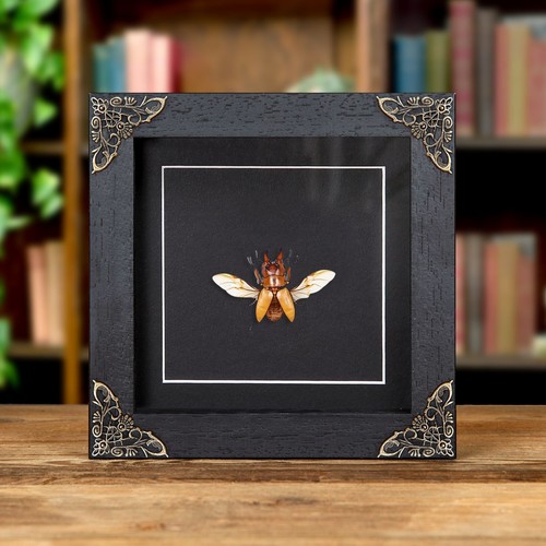 Taxidermy stag beetle - beetle, in