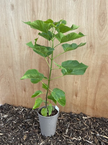 Indian bean tree catalpa - indian,