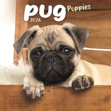 Pug Puppies Square Mini