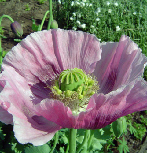 Purple poppy papaver - purple,