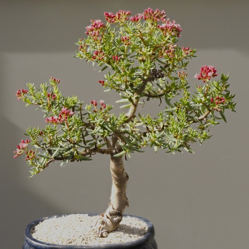 Crassula sarcocaulis hardy - crassula,