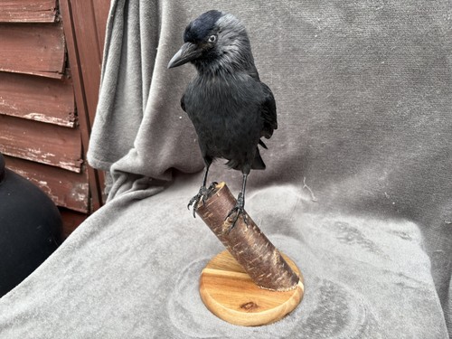 Taxidedermy jack daw crow - daw.,