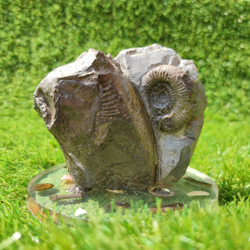 Ammonite fossil duo - , whitby