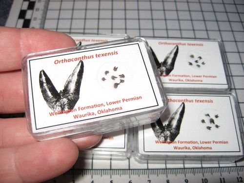 Permian orthacanthus texensis - permian,