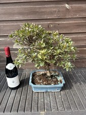 Bonsai tree satsuki azalea - bonsai,