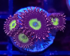 Omega zoanthid zoas - zoas, *