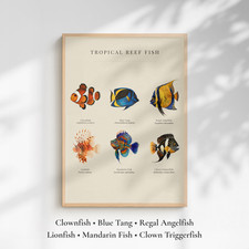 Tropical reef fish - reef,