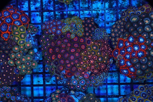 Zoanthid rock colony - zoanthid,