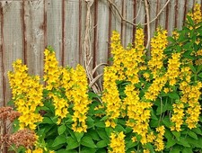 3 Yellow Loosestrife