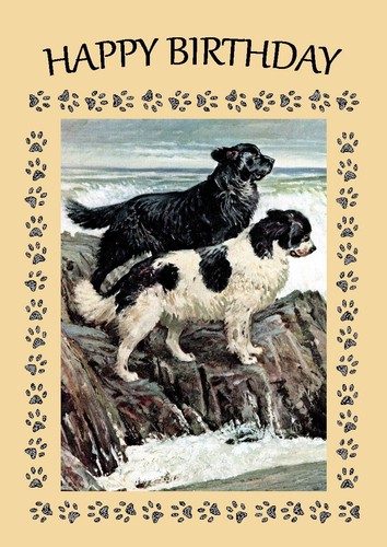 Newfoundland dog birthday card - birthday,