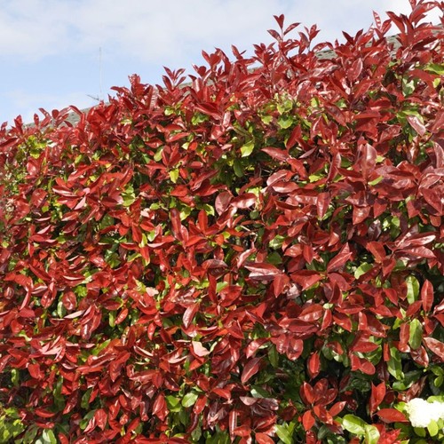 Red robin hedging plants - red,