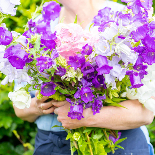 Campanula canterbury bells - 'canterbury,