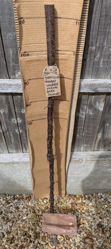 Blackthorn walking stick - blackthorn, shank