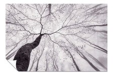 Monochrome Black & White Tree Trunks Foggy Forest Poster Wall Art Home Decor