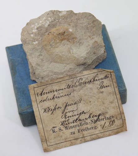 Ammonite perisphinctes - ammonite,,