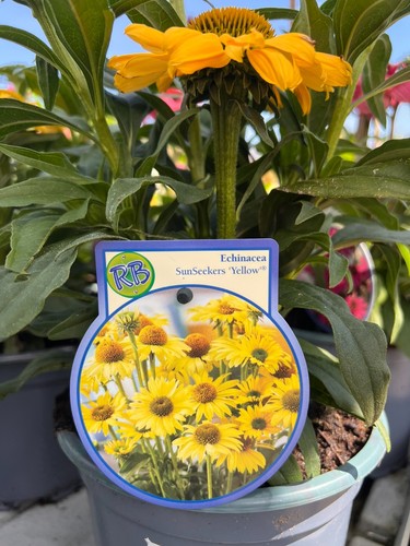 Echinacea varieties coneflower - echinacea,
