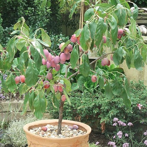 Victoria plum fruit tree - victoria,