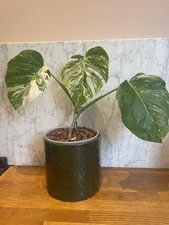 Monstera Deliciosa Albo