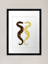 Twin Ball Pythons Framed Art