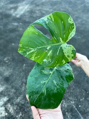 Monstera vietciosa variegated - monstera,
