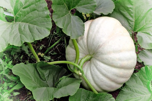 Pumpkin seedling plants - x,