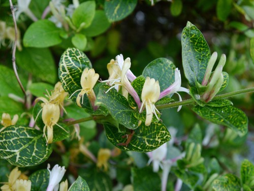 Lonicera japonica - lonicera,