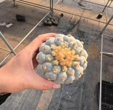 9.3cm Caci Self Rooted