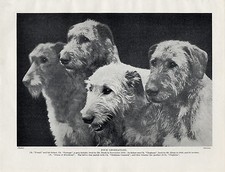 IRISH WOLFHOUND FOUR GENERATIONS OF NAMED CHAMPION DOGS OLD 1930'S DOG PRINT