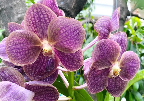 Vanda anek x pakchong - dr.,
