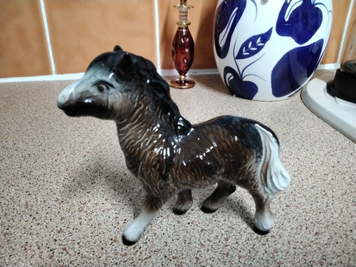 Shetland pony foal - shetland, ?