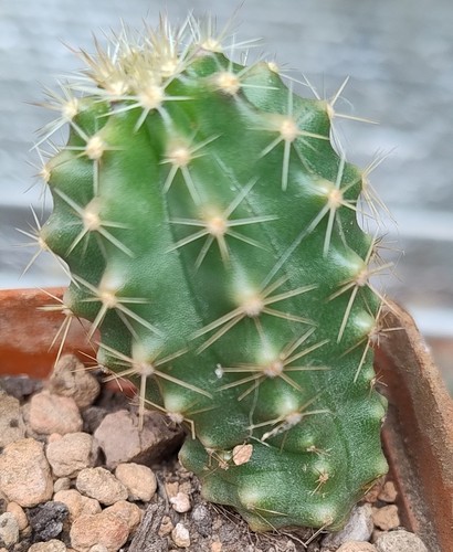 Cactus echinocereus subinermis - cactus,