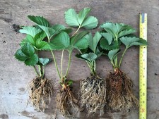 Strawberry plants 7 Large