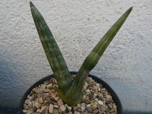 Sansevieria cylindrica boncel - sansevieria,